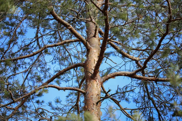 Yüksek Çam Ağaçlarının Mavi Gökyüzü Gövde — Stok fotoğraf