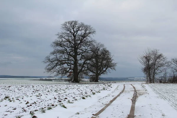 Nahý Stromy Zasněžené Oblasti Pod Zamračenou Oblohou — Stock fotografie