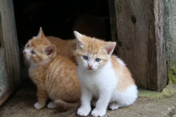 귀여운 고양이 야외에서 — 스톡 사진