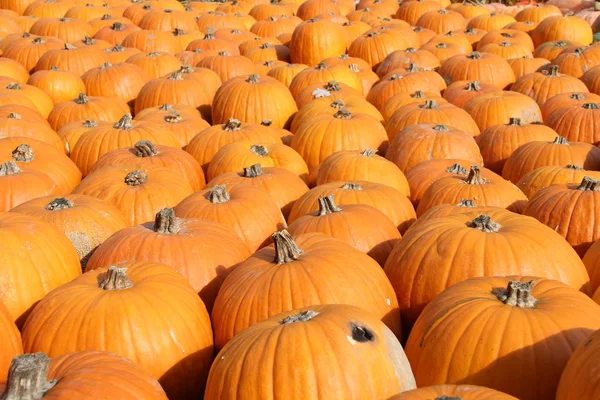 Image Plein Cadre Fond Citrouilles Orange — Photo