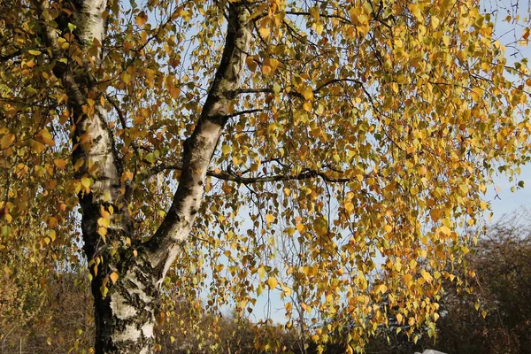 Strom Krásnými Podzimním Listím — Stock fotografie