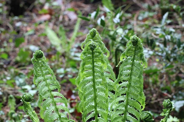 Folhagem Verde Floresta Jardim — Fotografia de Stock