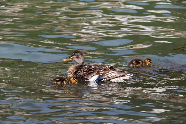 Wild Gray Ducks Swimming Lake — Stock Photo, Image