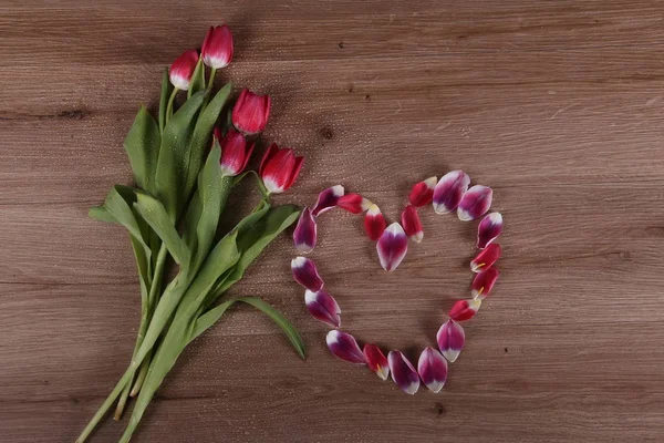 Tulipes Belles Fleurs Printanières Différentes Couleurs — Photo