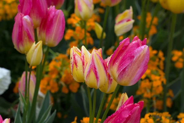 Selective Focus Beautiful Tulips Outdoors — Stock Photo, Image