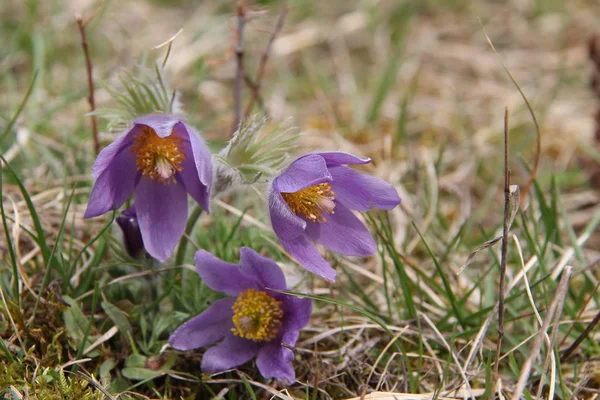 Violet Natuurlijke Mooie Bloemen — Stockfoto