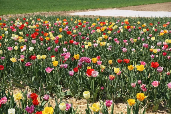 Kleurrijke Bloeiende Bloemen Weide — Stockfoto