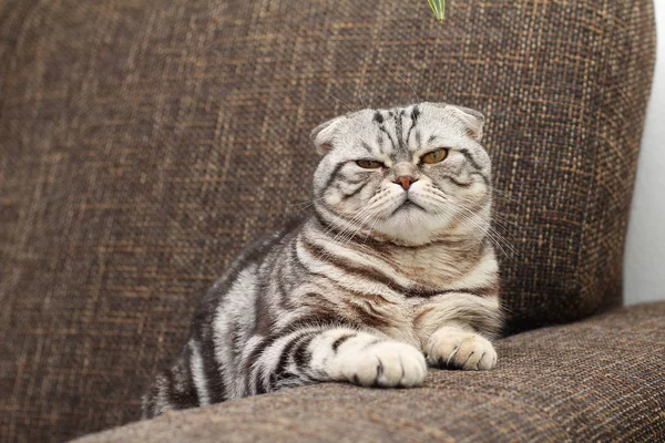 Adorável Britânico Gato Shorthair Sofá — Fotografia de Stock