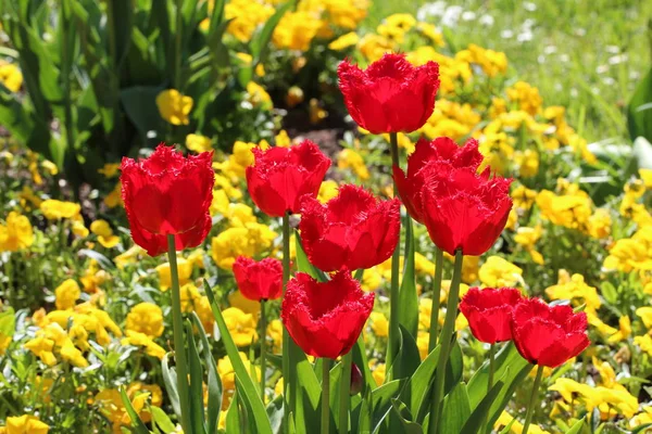 Macro Shoot Blooming Flowers — Stock Photo, Image