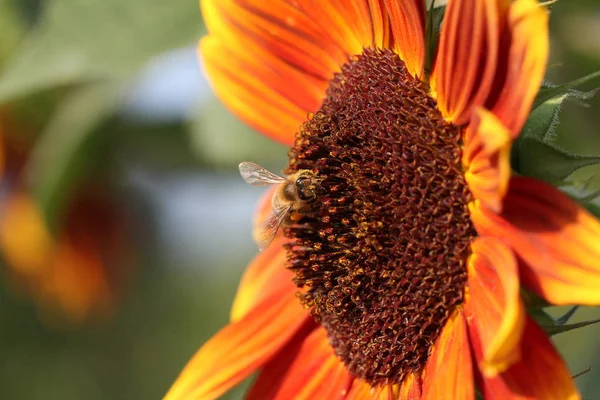 Portakal Çiçeği Yakınında Bumblebee Aşırı Yakın — Stok fotoğraf