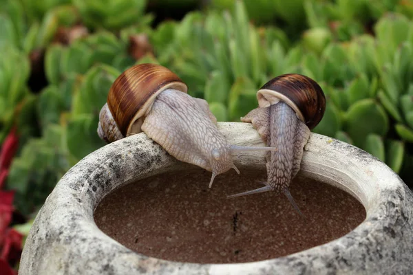 好奇心旺盛なカタツムリ二匹のカタツムリが鍋を見る — ストック写真