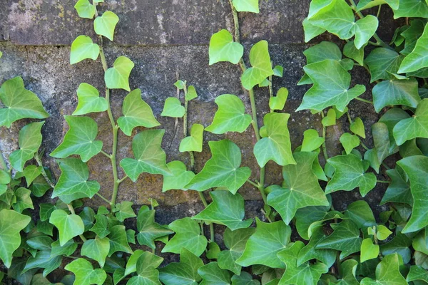 Bladeren Van Wilde Druiven Weven Plant Muur Van Het Huis — Stockfoto