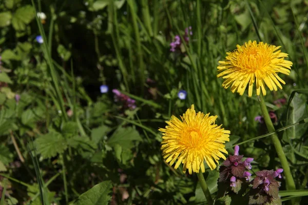 Makro Fotografering Blommande Blommor — Stockfoto