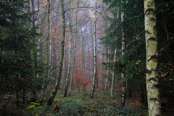 Malerischer Wald Mit Schönen Bäumen — Stockfoto