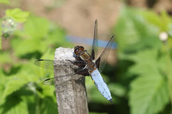 Libélula Libélula Sentada Uma Lâmina Grama — Fotografia de Stock