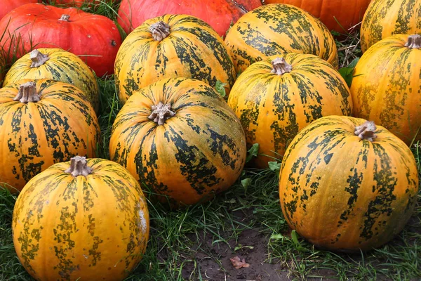Pumpkins / Multicolored decorative pumpkins on autumn festival