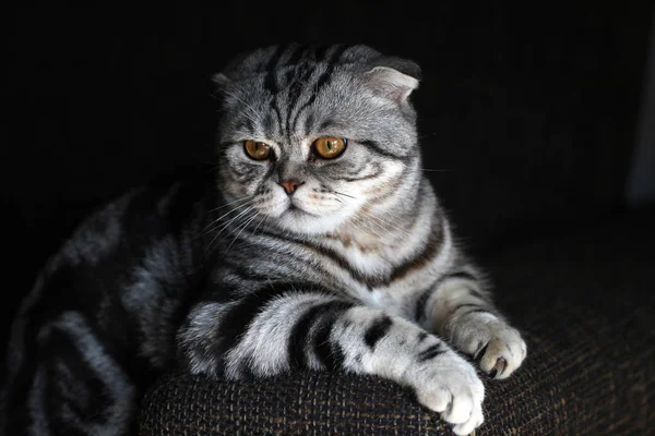 Rozkošná Britská Kočka — Stock fotografie