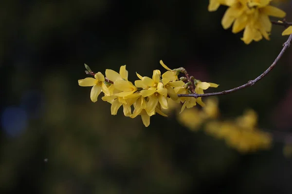 Κίτρινα Φρέσκα Λουλούδια Κοντινό Πλάνο — Φωτογραφία Αρχείου
