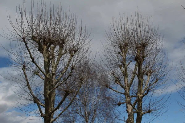 Vista Panoramica Alberi Con Rami Nudi Contro Cielo Blu — Foto Stock