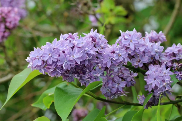 紫色の新鮮な花屋外で — ストック写真