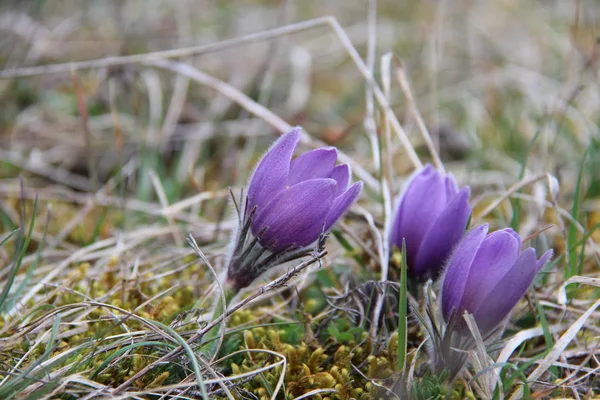 Purple Flowers Grass — Stock Photo, Image