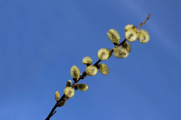 Ağaç Dallarında Kabarık Çiçekler — Stok fotoğraf