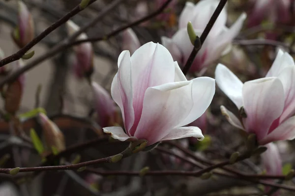 Pembe Manolya Çiçek Çiçek Açan Ağaç — Stok fotoğraf