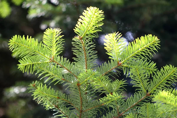 Grön tallgren i barrskogen — Stockfoto