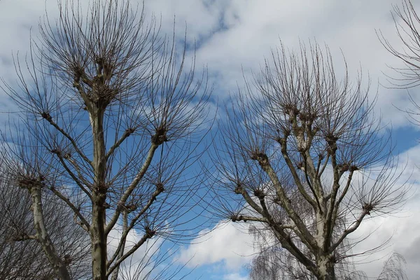 Vista Panoramica Alberi Con Rami Nudi Contro Cielo Blu — Foto Stock