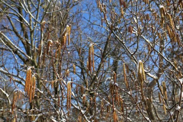 Branches Couvertes Neige Dans Forêt Hiver — Photo