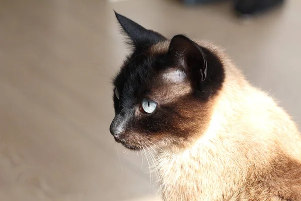 Side view of siamese cat on blurred background