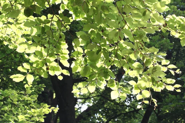 Gröna Vackra Löv Närbild — Stockfoto