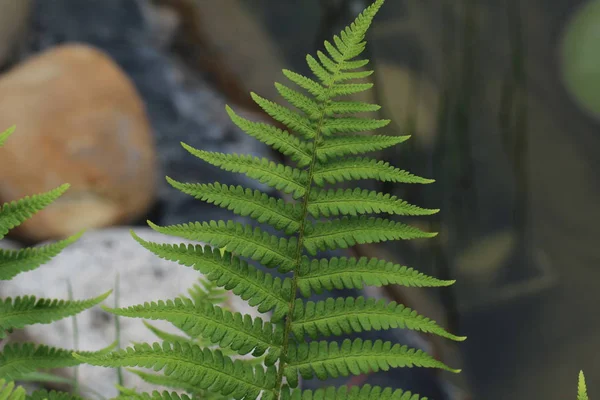 Helecho Bosque — Foto de Stock