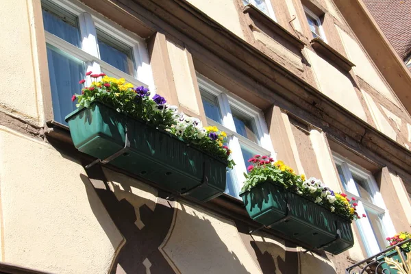 Balcone Piante Bellissimi Fiori Crescono Davanzale Della Finestra — Foto Stock