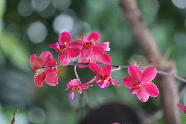 Fokus Selektif Bunga Indah Luar Ruangan — Stok Foto