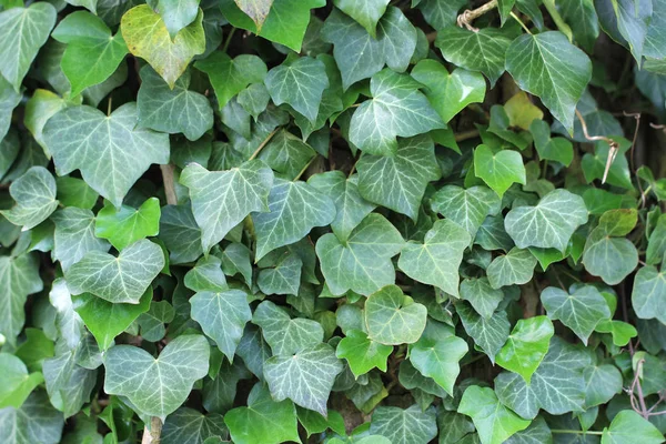 Ivy Ivy Arbusti Striscianti Aggrappati Alle Loro Radici Avventizie Delle — Foto Stock