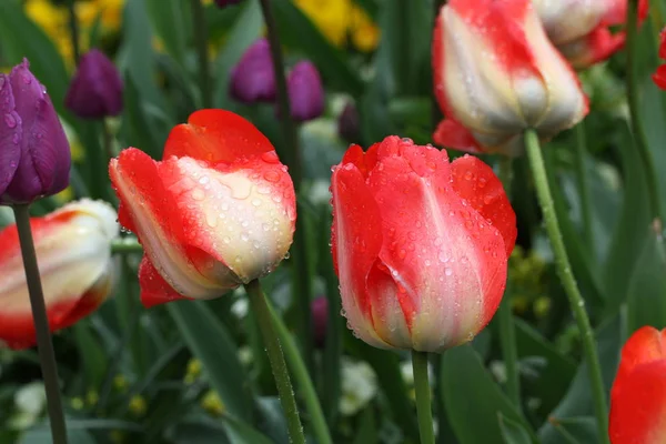 Selectieve Focus Van Mooie Bloemen Buitenshuis — Stockfoto