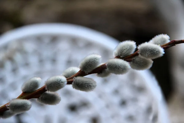 Fleurs Moelleuses Sur Branche Arbre — Photo