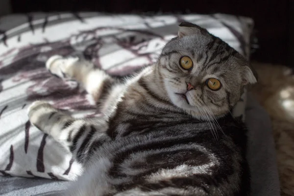 Портрет Красивой Чистокровной Домашней Кобылы Британский Короткошерстный Котёнок — стоковое фото