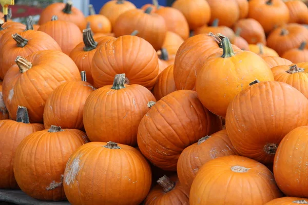 Pile Fond Citrouilles — Photo