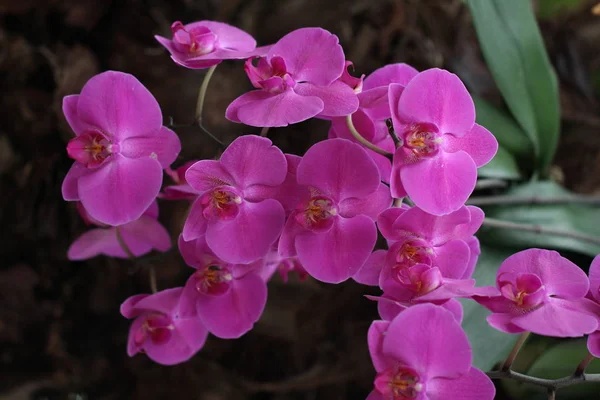 Lila Naturliga Vackra Blommor — Stockfoto