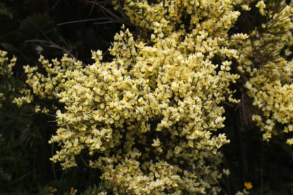 Grenar Med Vackra Blommor Utomhus Blommande Träd — Stockfoto