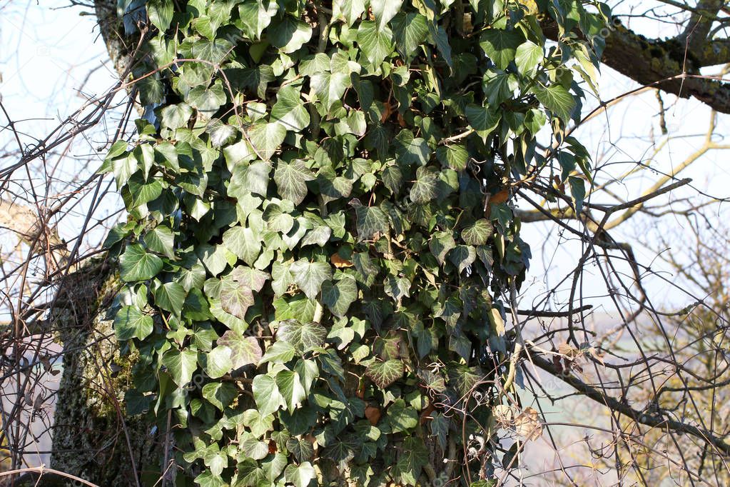 Ivy / Ivy - creeping shrubs clinging to their adventitious roots of the walls, tree trunks, and so on.