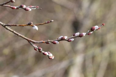 Kukum / sarı stil çiçek açması Kukum makro çekim