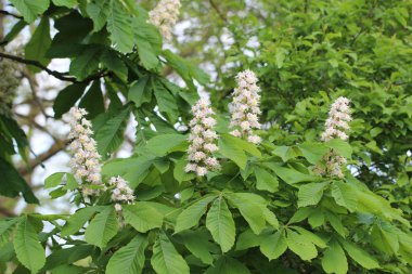 Beyaz güzel çiçekler seçici odak 