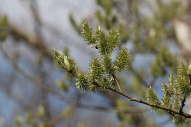 Yeşil güzel yaprakları yakın
