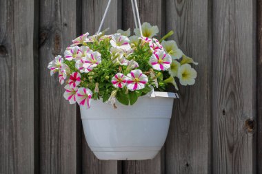 Çiçek açan pembe çiçekler, yakın çekim