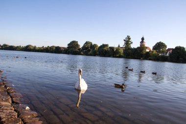 Bir güzel safkan ev kedisi portresi