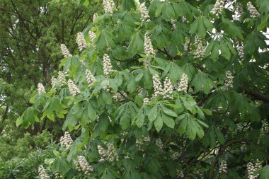 Beyaz güzel çiçekler seçici odak 