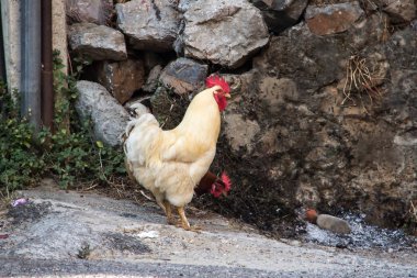 Horoz ve kümesler / Çiftlik evi .
